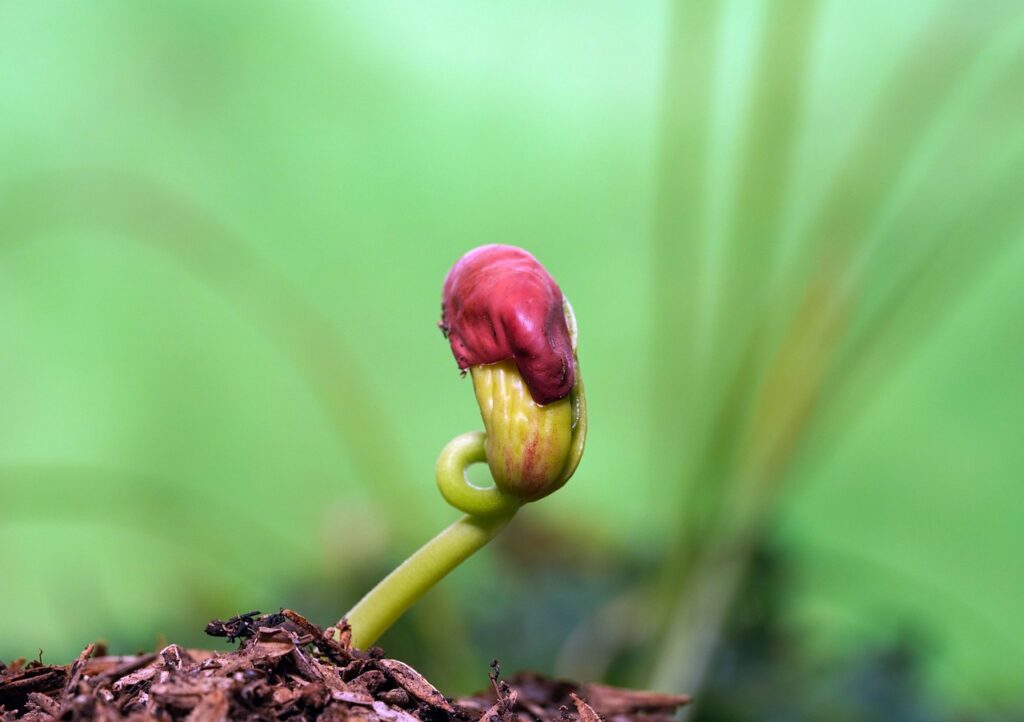 seed