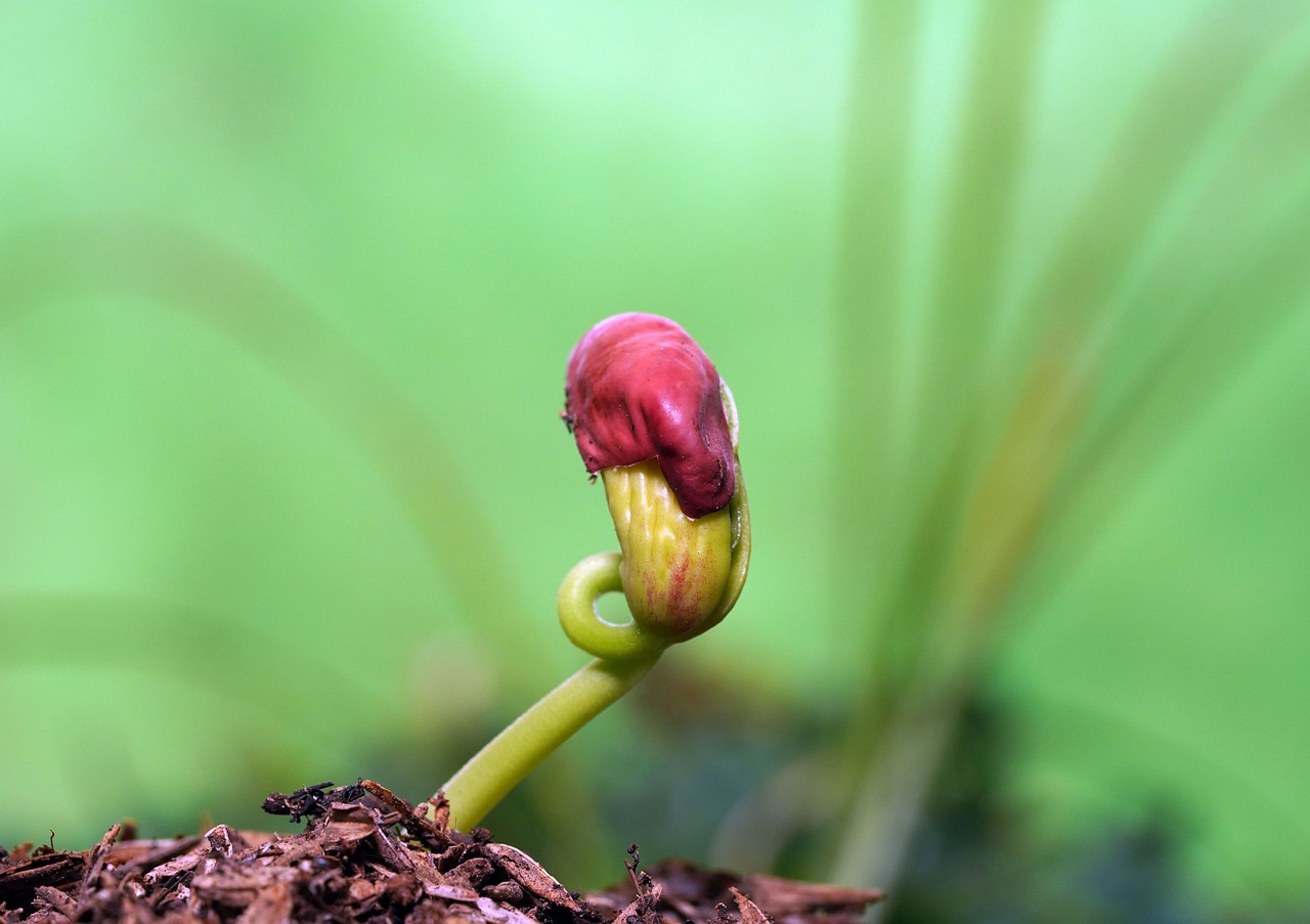 seed