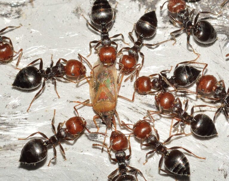 Ants