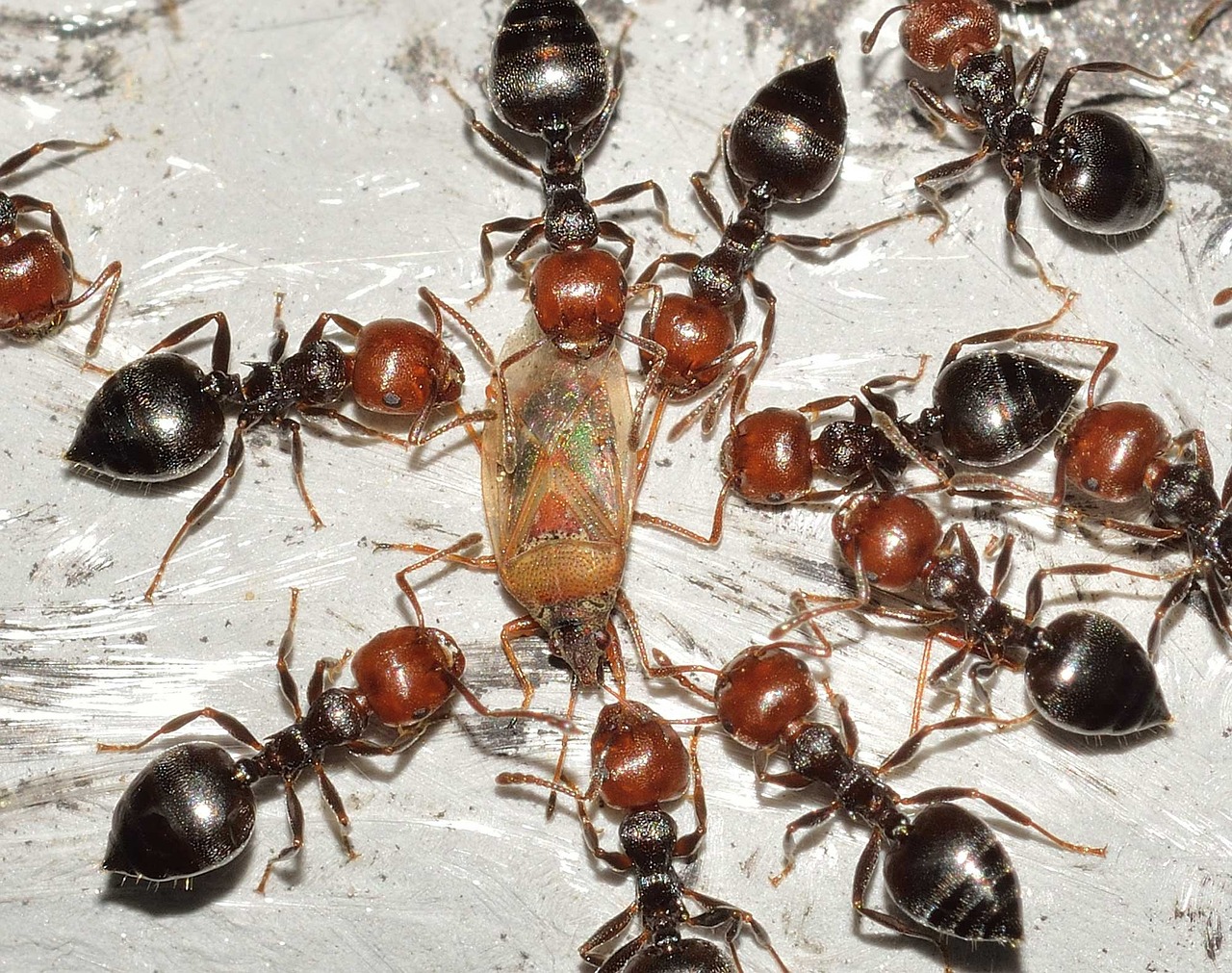 Ants