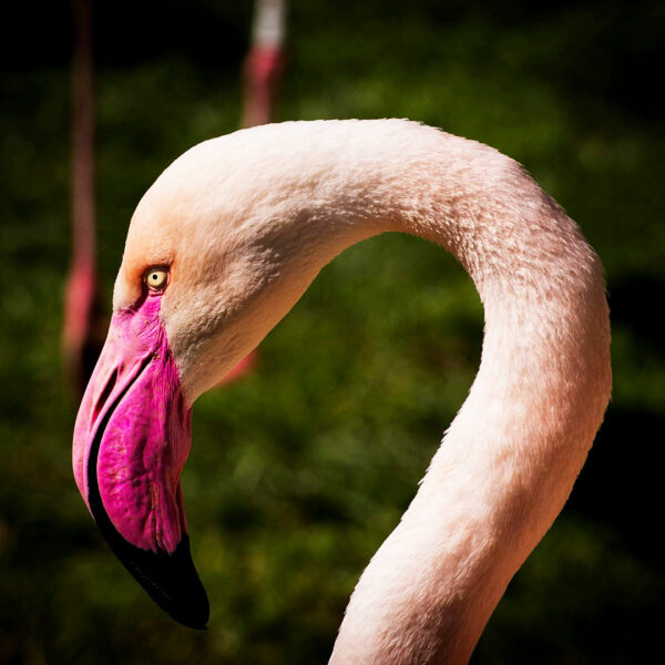 Pink Flamingo