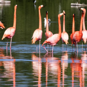 pink flamingoes