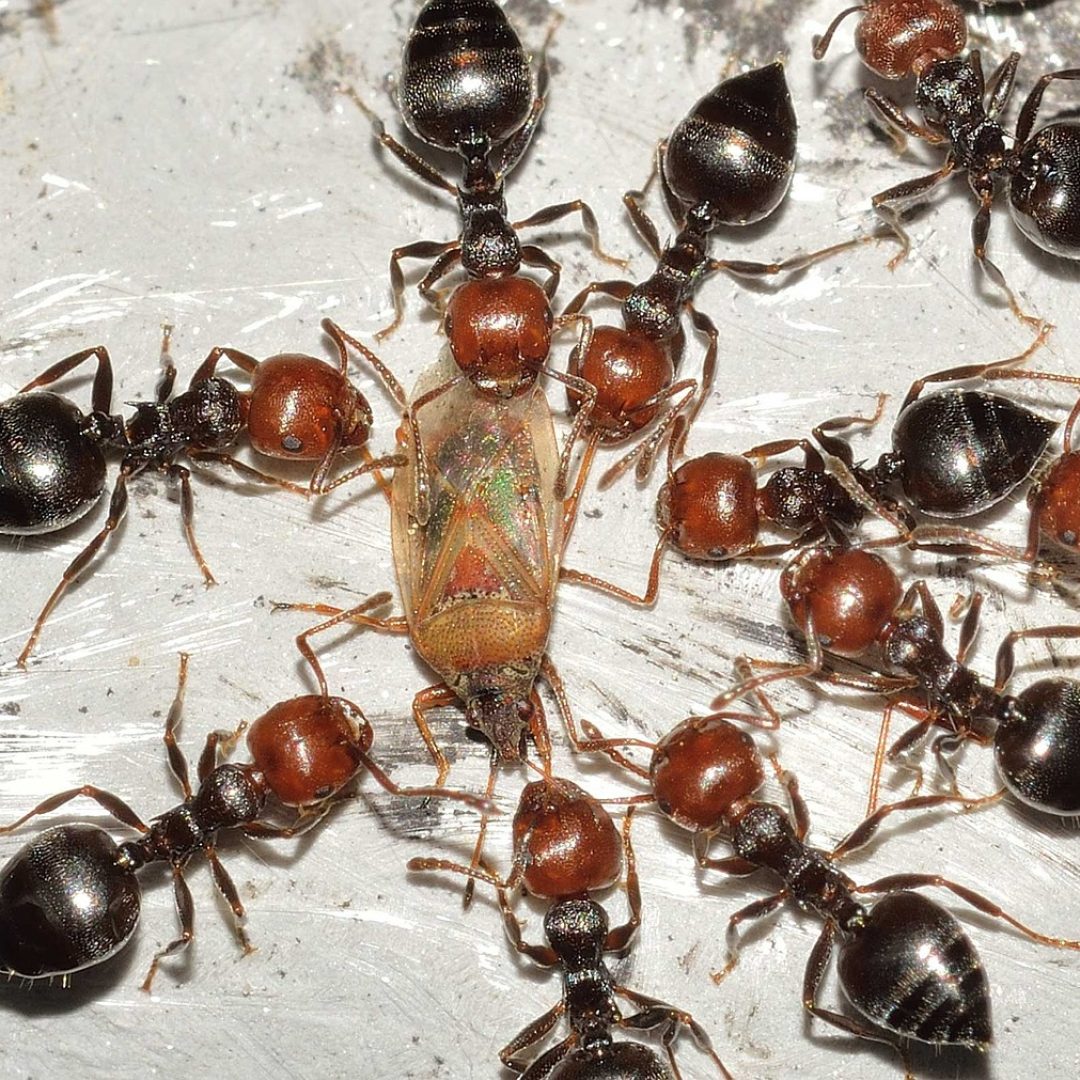 Ants