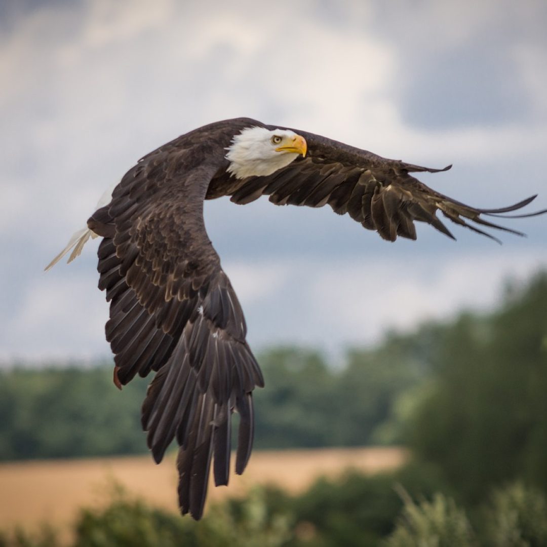 Eagle