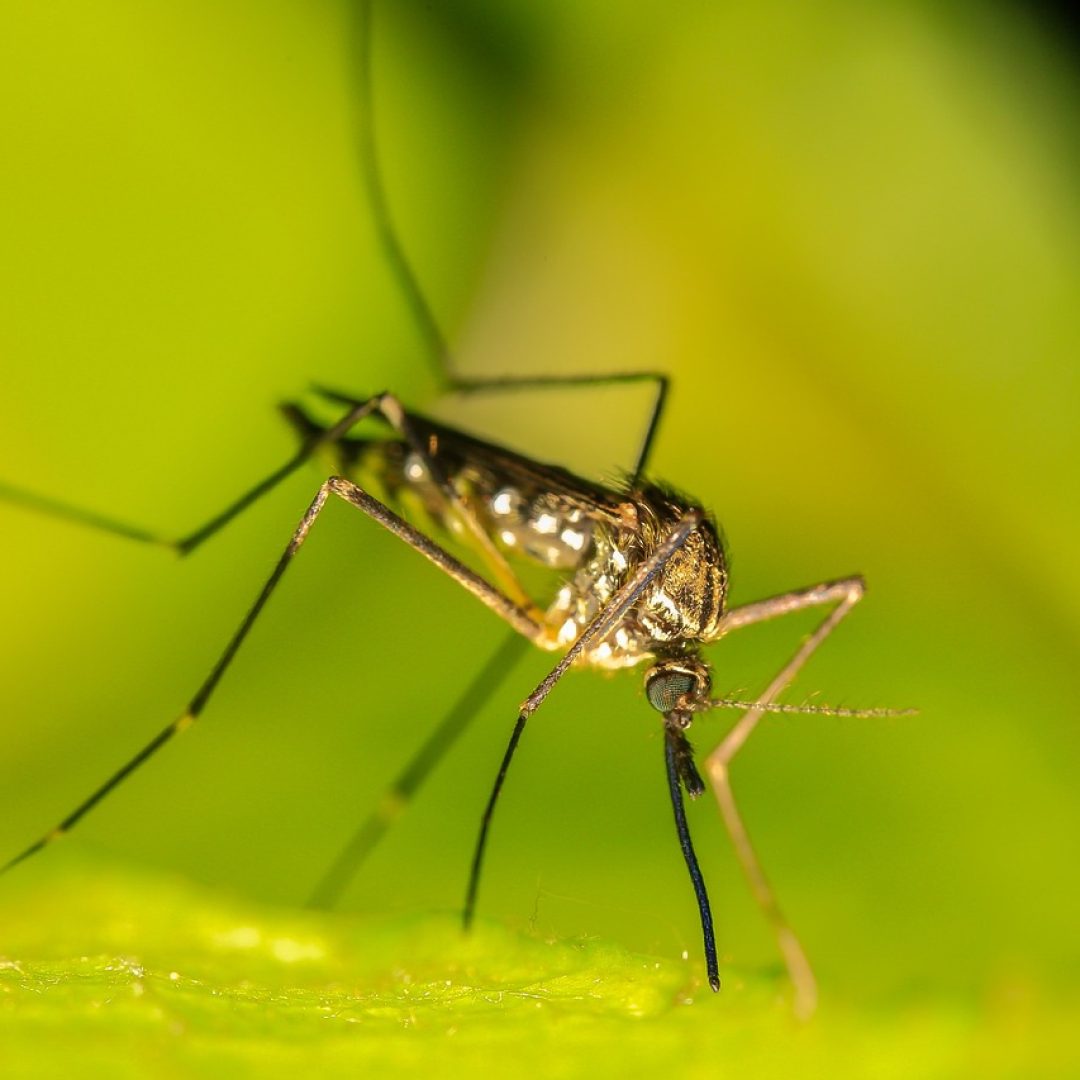 mosquito