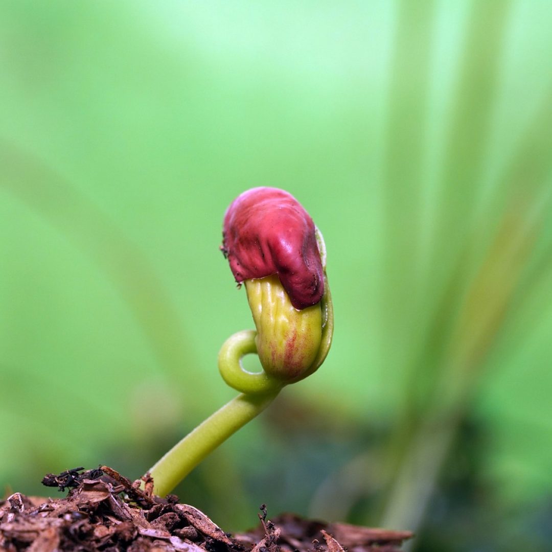 seed