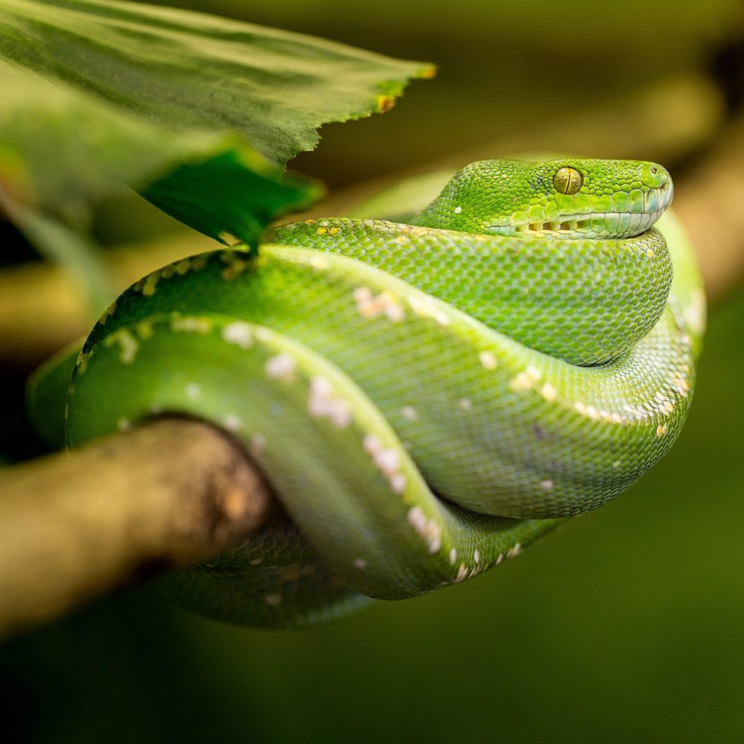Snake